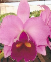 Blc Irene Fine